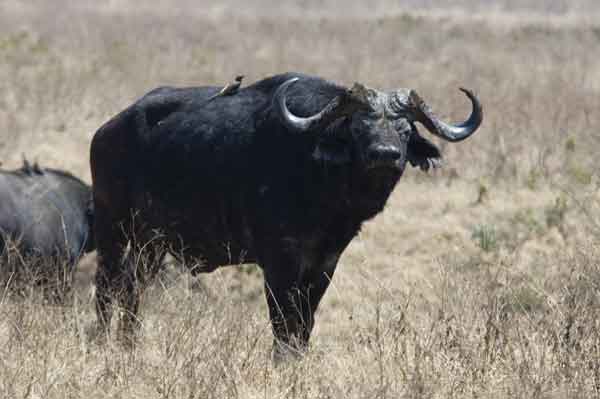 49 - Tanzania - Bufalo africano - crater del Ngorongoro